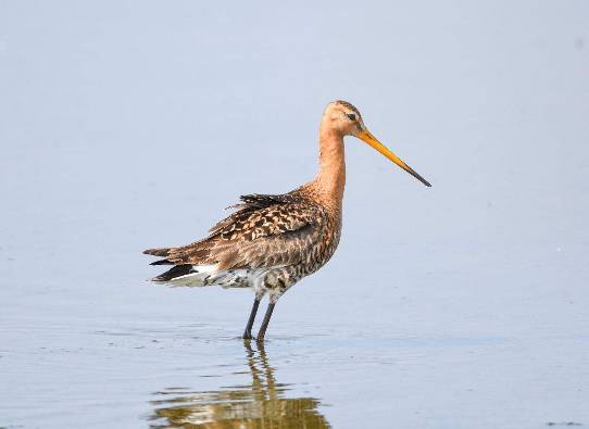 De Grutto is onze nationale weidevogel.  © Hooge Weide/Cees de Vries