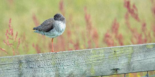 Foto: Kievit | ©Jan Castricum